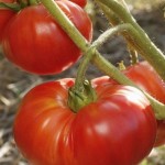 tomate marmande site